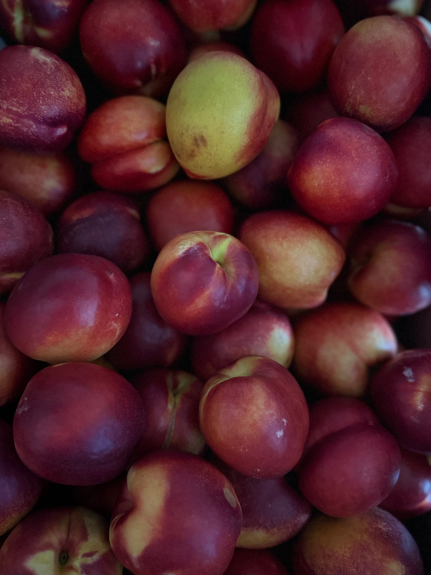 Yellow Nectarines 3lbs/9lbs
