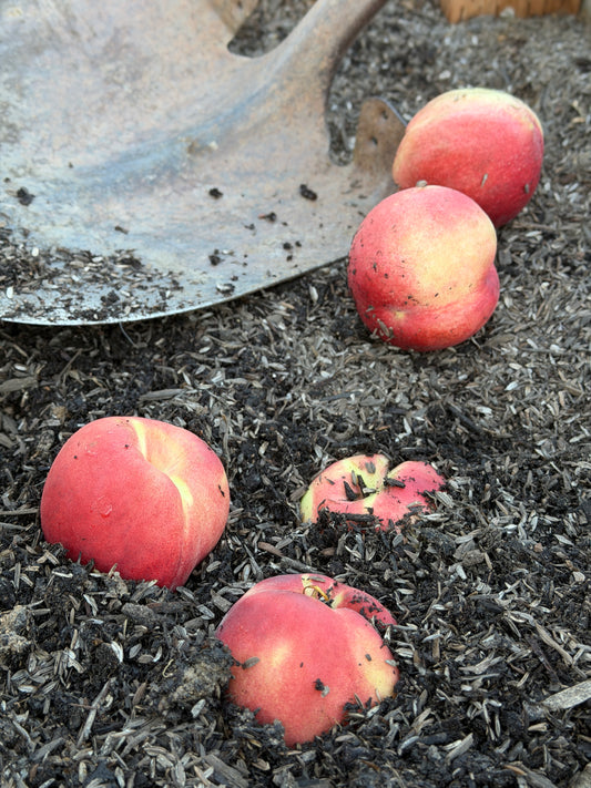 White Peach 3lb