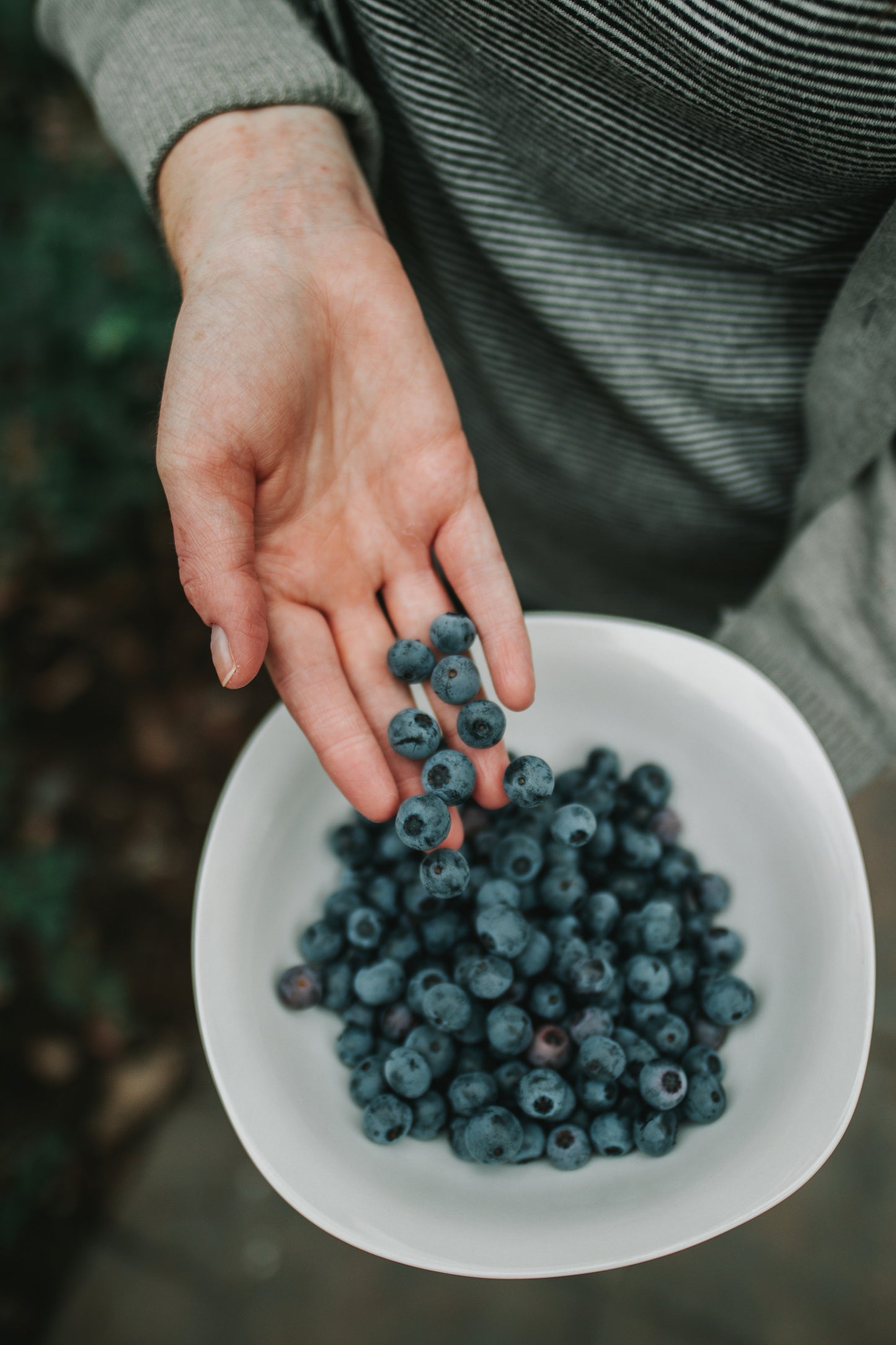 Organic Blueberries 1 Pint